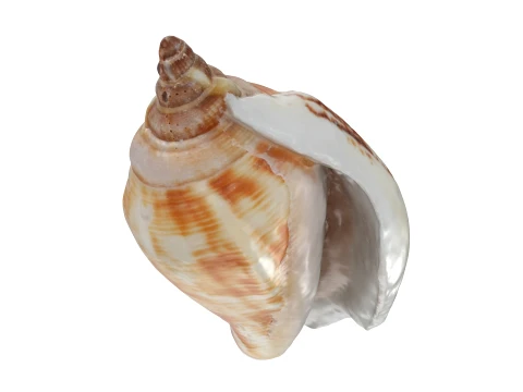 Pierced Shell Cones 3D Model