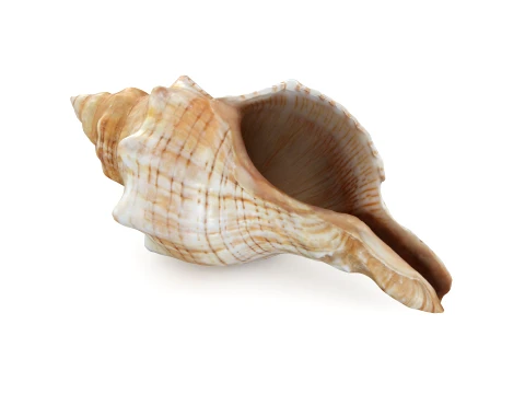 Pleuroploca Trapezium 3D Model