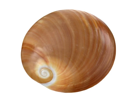 Neverita Albumen 3D Model