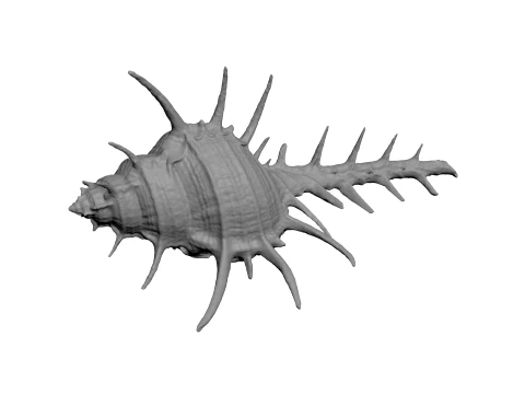 Murex Ternispina - For 3D Print 3D Print Model