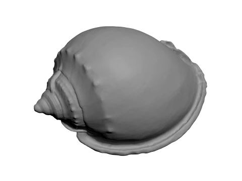 Phalium Glaucum - For 3D Print 3D Print Model