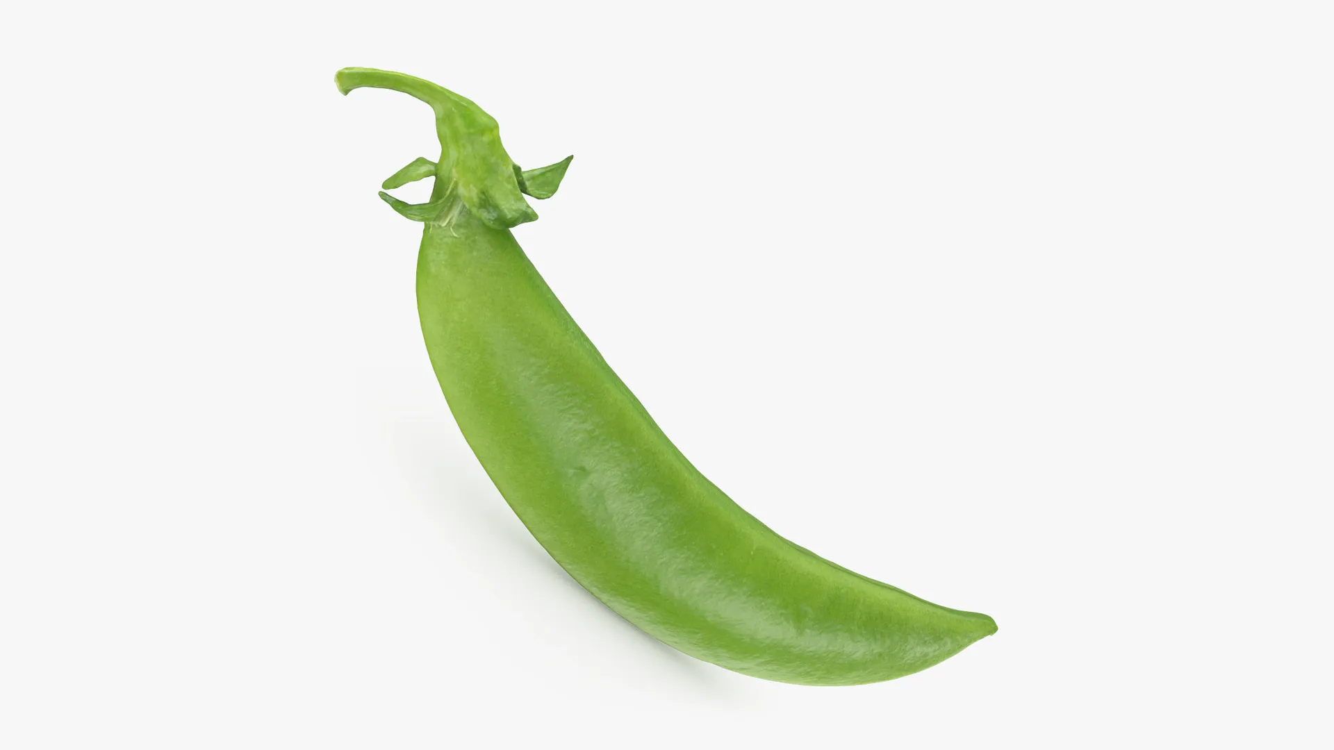 Snap Pea 01 3D Model .c4d .max .obj .3ds .fbx .stl .blend 