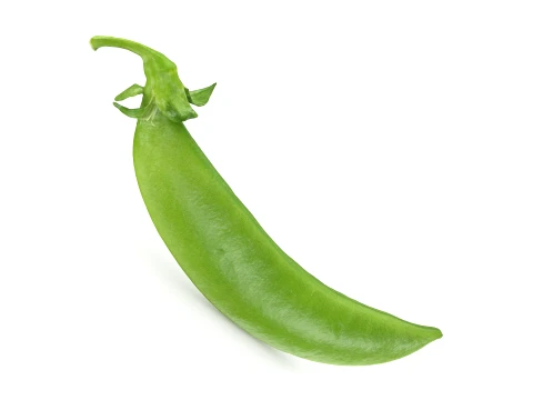 Snap Pea 01 3D Model