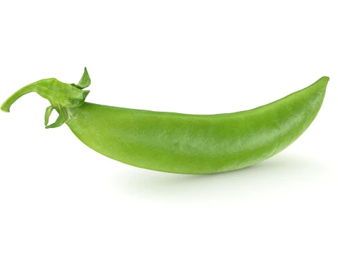 Snap Pea 01 3D Model
