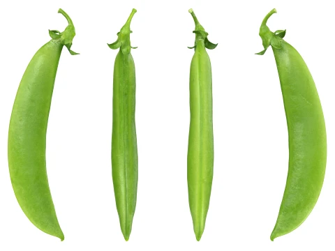 Snap Pea 01 3D Model