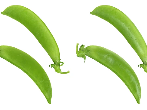 Snap Pea 01 3D Model