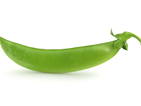 Snap Pea 01 3D Model