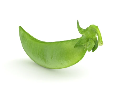 Snap Pea 01 3D Model