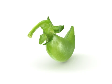 Snap Pea 01 3D Model