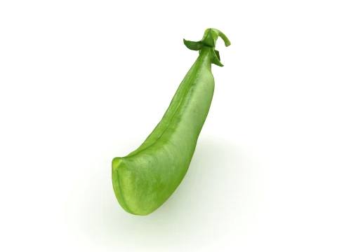 Snap Pea 01 3D Model