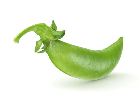 Snap Pea 01 3D Model