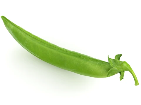 Snap Pea 01 3D Model