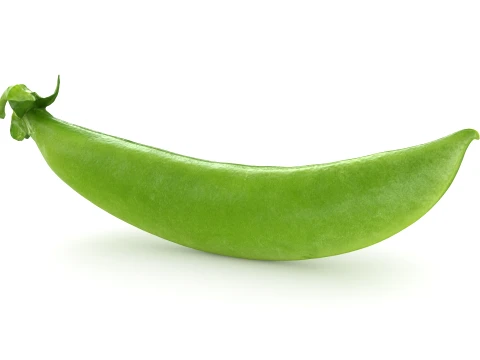 Snap Pea 01 3D Model