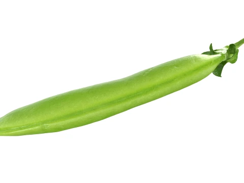 Snap Pea 01 3D Model