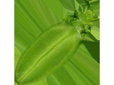 Snap Pea 01 3D Model