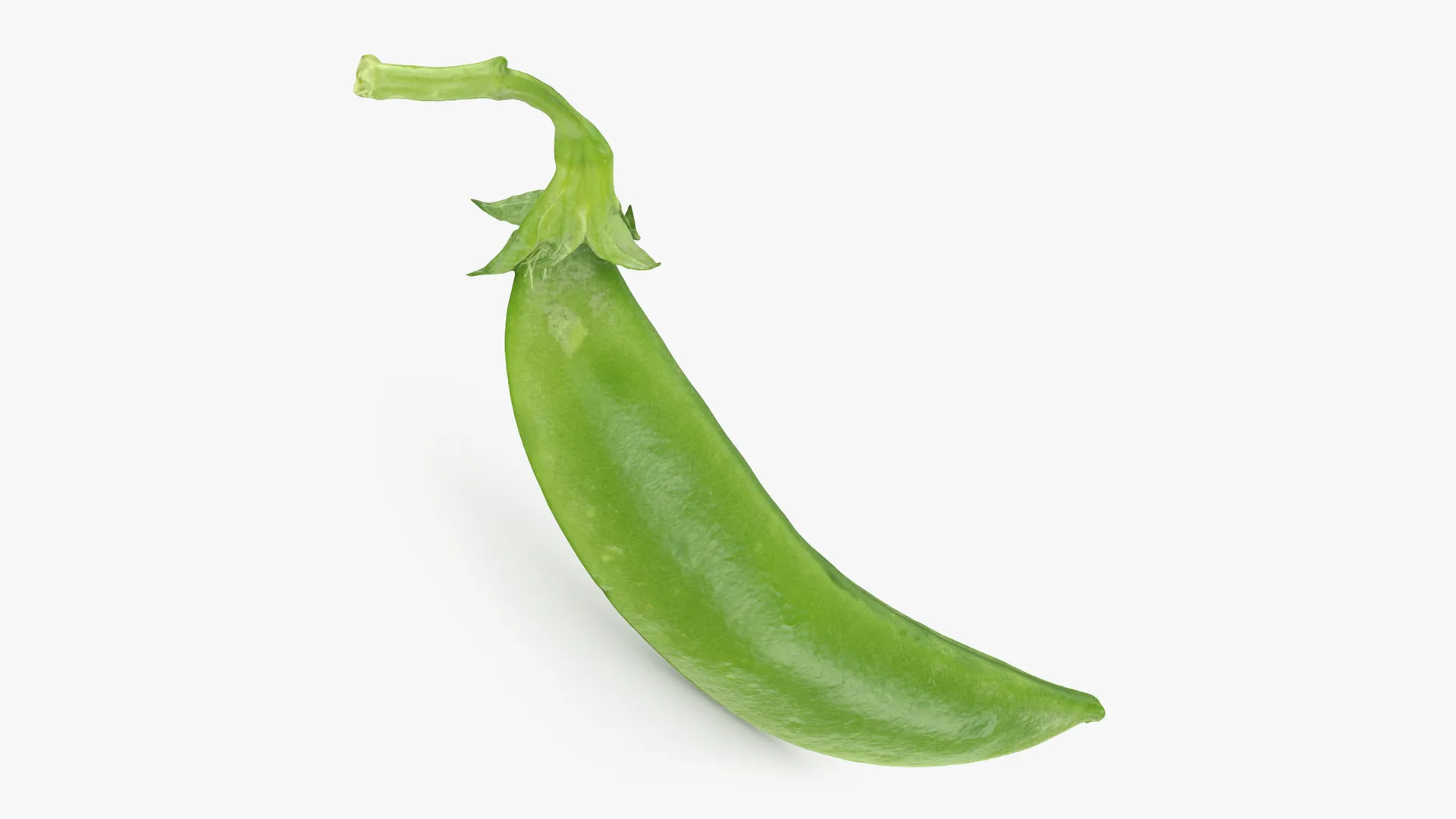 Snap Pea 02 3D Model .c4d .max .obj .3ds .fbx .stl .blend 