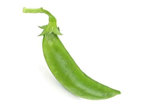 Snap Pea 02 3D Model
