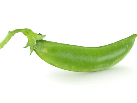 Snap Pea 02 3D Model