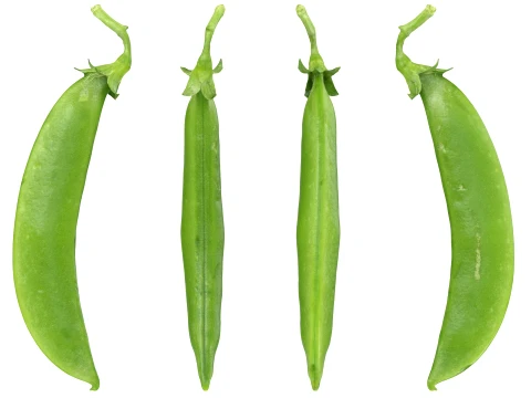 Snap Pea 02 3D Model