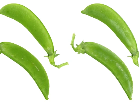 Snap Pea 02 3D Model
