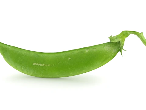 Snap Pea 02 3D Model