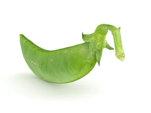 Snap Pea 02 3D Model