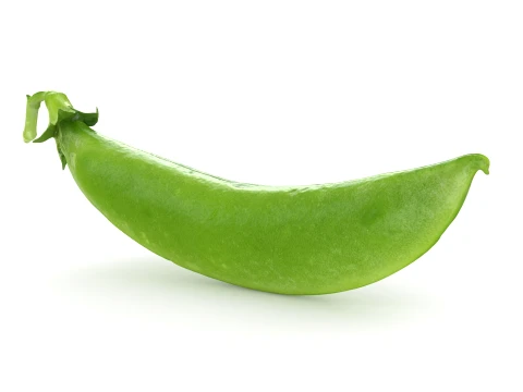 Snap Pea 02 3D Model