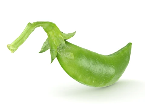 Snap Pea 02 3D Model
