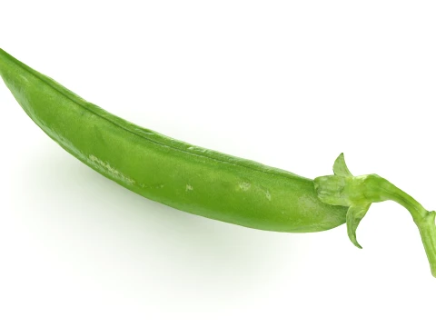 Snap Pea 02 3D Model