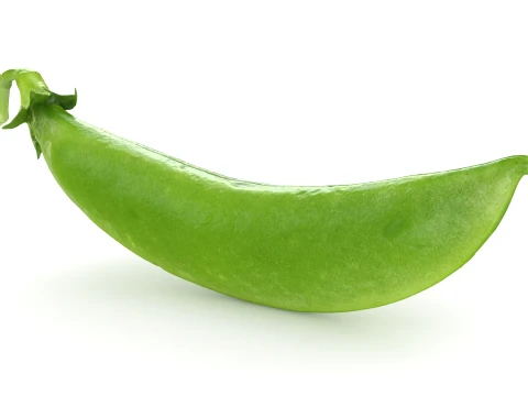 Snap Pea 02 3D Model