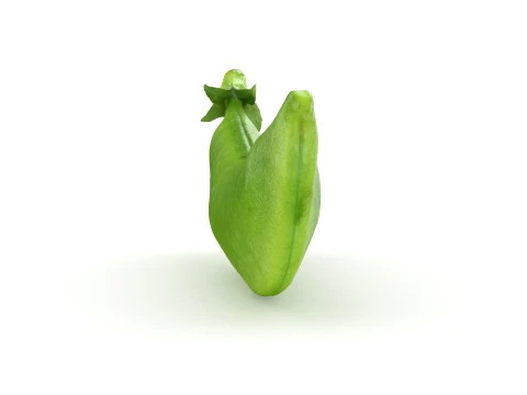 Snap Pea 02 3D Model