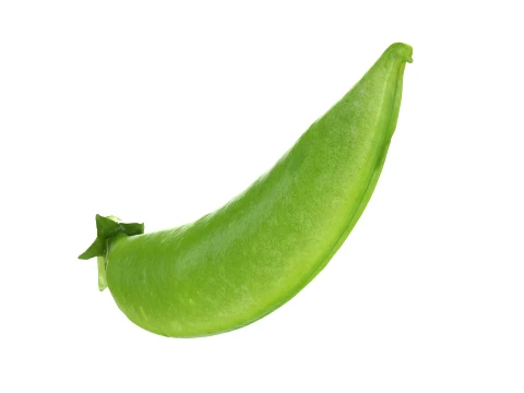 Snap Pea 02 3D Model
