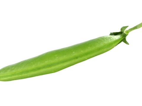 Snap Pea 02 3D Model