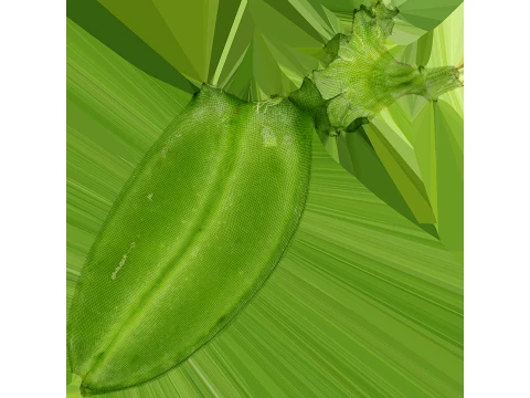 Snap Pea 02 3D Model