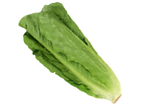 Romaine Lettuce 01 3D Model