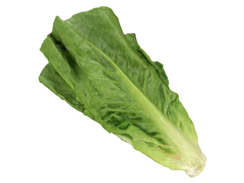 Romaine Lettuce 02 3D Model