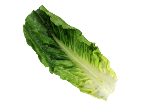Romaine Lettuce Leaf 02 Modelo 3D