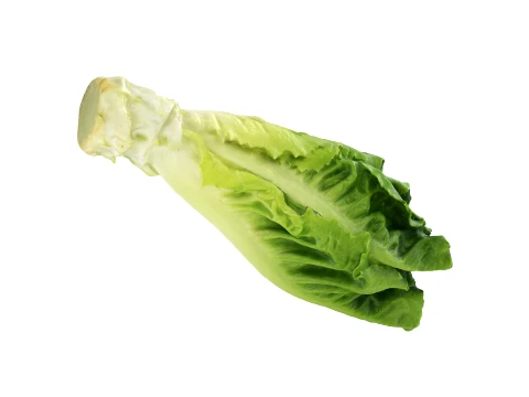 Romaine Lettuce Heart Modelo 3D