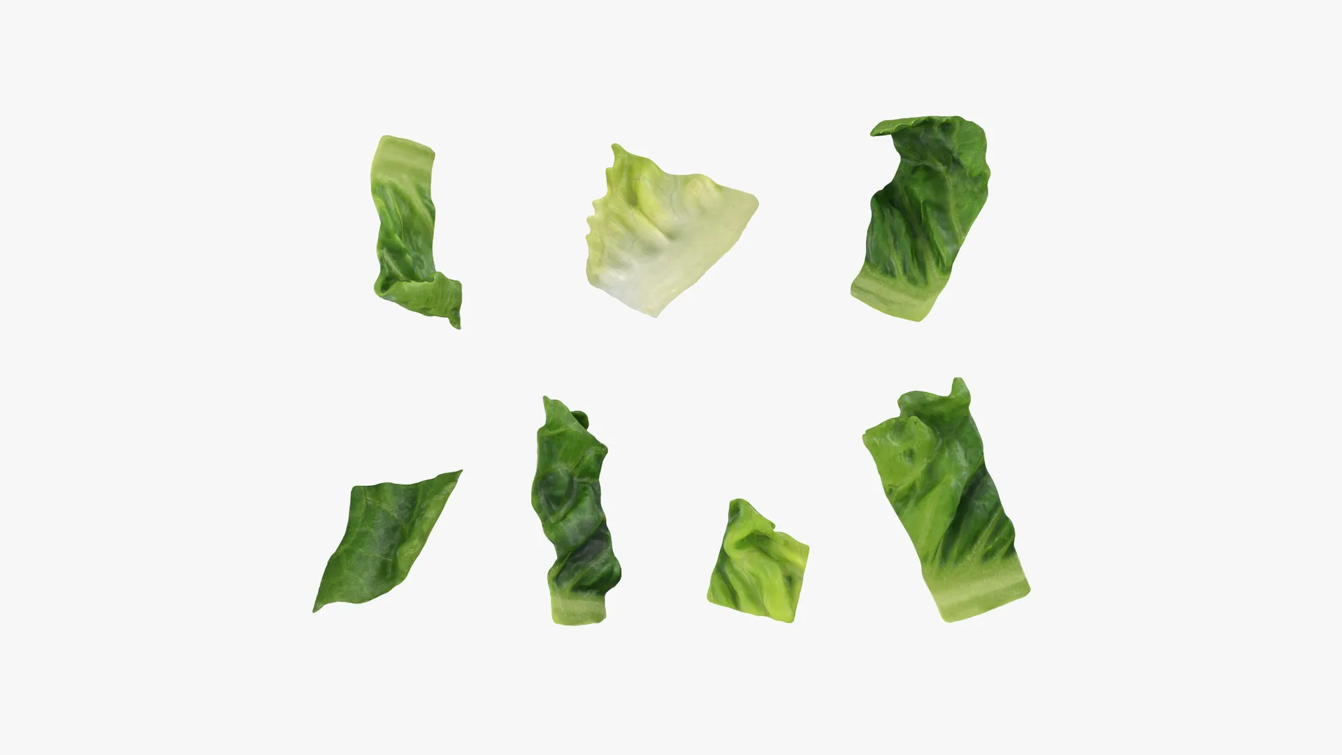 Chopped Lettuce 3D Model .c4d .max .obj .3ds .fbx .stl .blend 