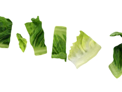 Chopped Lettuce 3D Model