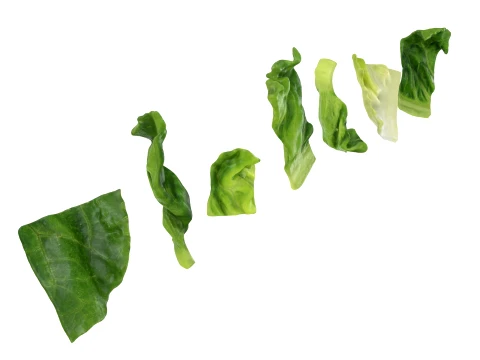 Chopped Lettuce 3D Model