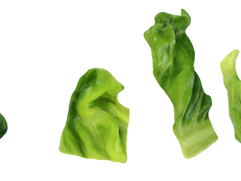 Chopped Lettuce 3D Model
