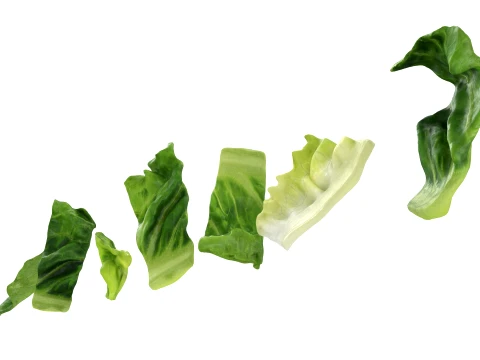 Chopped Lettuce 3D Model