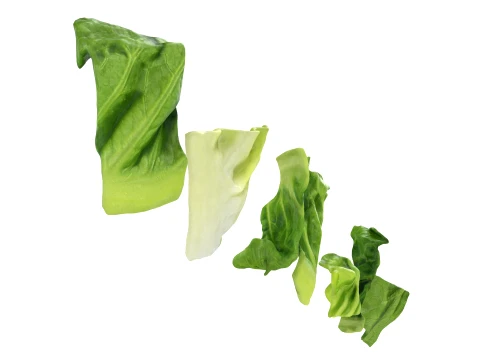 Chopped Lettuce 3D Model