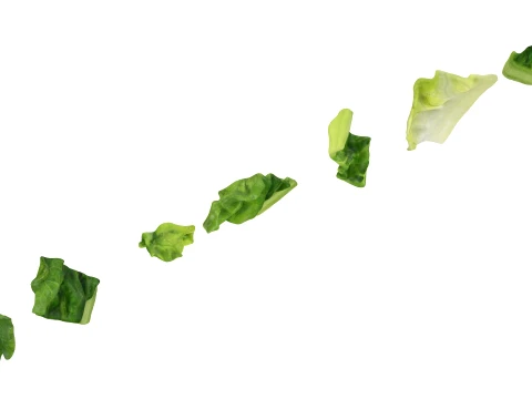 Chopped Lettuce 3D Model