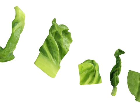 Chopped Lettuce 3D Model