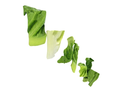Chopped Lettuce 3D Model