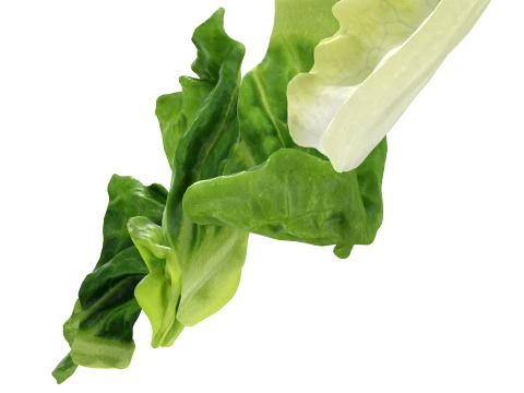 Chopped Lettuce 3D Model