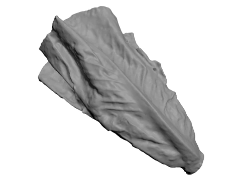 Romaine Lettuce 02 - For 3D Print 3D Print Model