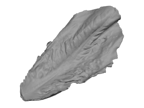 Romaine Lettuce Leaf 01 - For 3D Print 3D Print Model